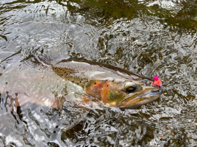 Spring Steelhead Fishing In Southeast Alaska Santa Cruz Fly Fishing Club